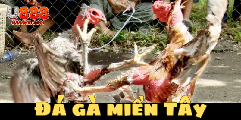 Đá gà miền Tây có sức hấp dẫn đặc biệt với anh em đam mê chọi gà