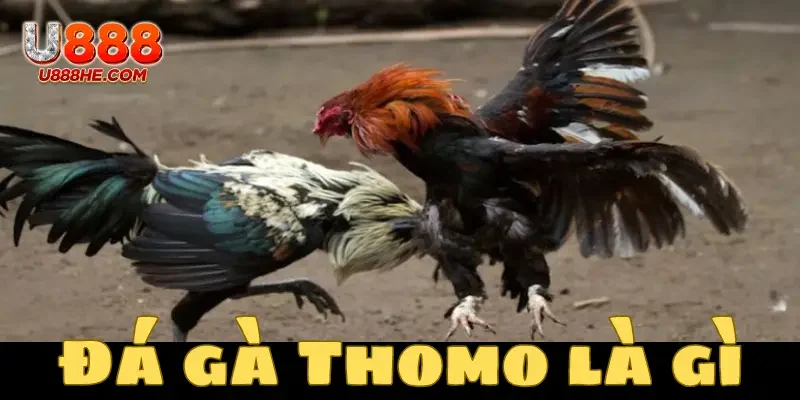 Đá gà tại trường gà Thomo luôn là thiên đường lý tưởng của nhiều anh em